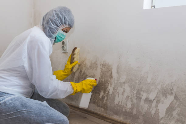 Best Mold Damage Repair  in Jericho, NY