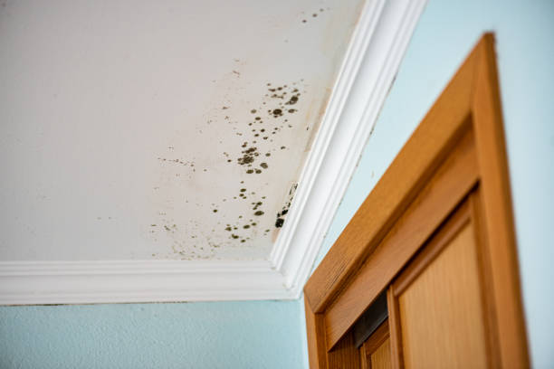 Best Attic Mold Removal  in Jericho, NY