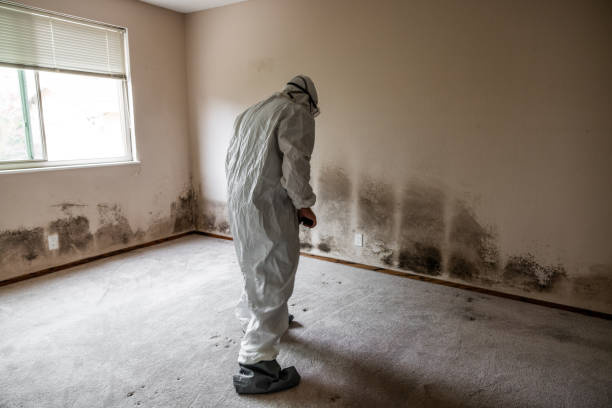 Crawl Space Mold Removal in Jericho, NY