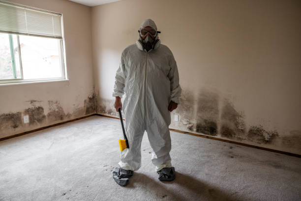 Best Toxic Mold Removal  in Jericho, NY